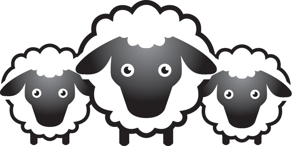 A single sheep standing in an open field